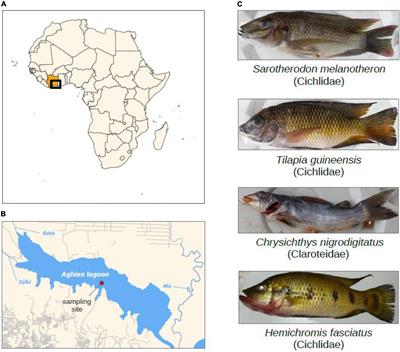 Fish gut-associated bacterial communities in a tropical lagoon (Aghien lagoon, Ivory Coast)